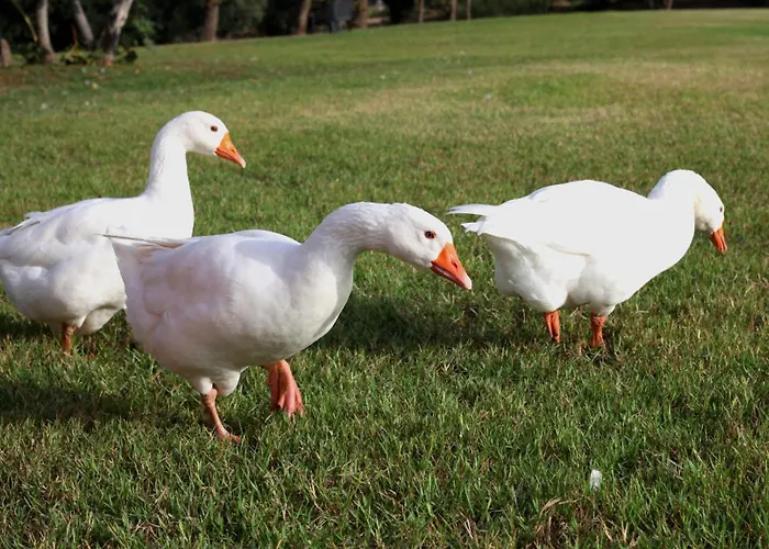 Ninea Panoramic Family - Large Pool With Sea View Lejlighed *